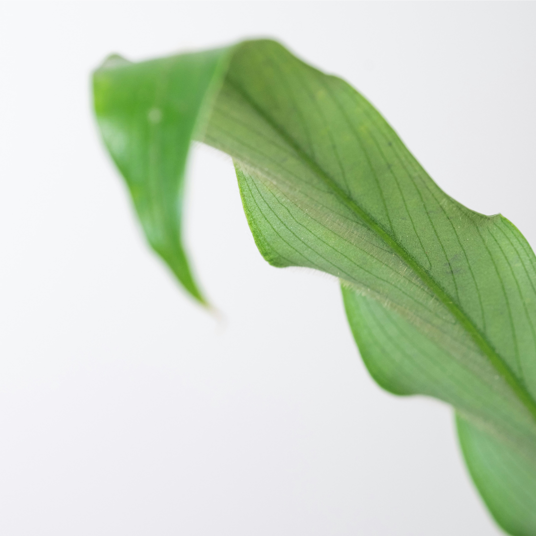 Calathea Rufibarba