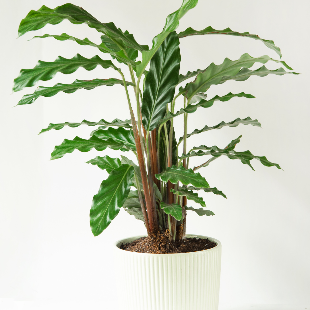 Calathea Rufibarba