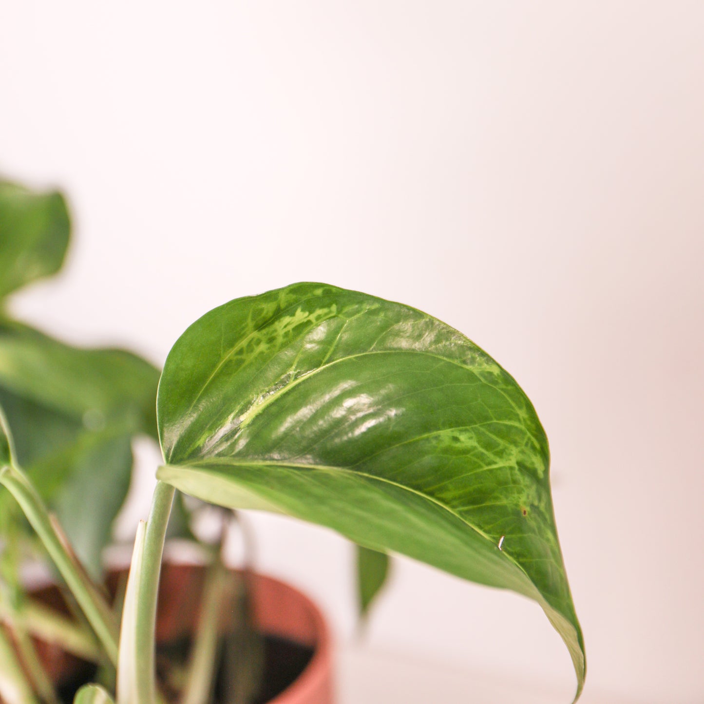 Epipremnum Marble Green 'Jungle Boogie'