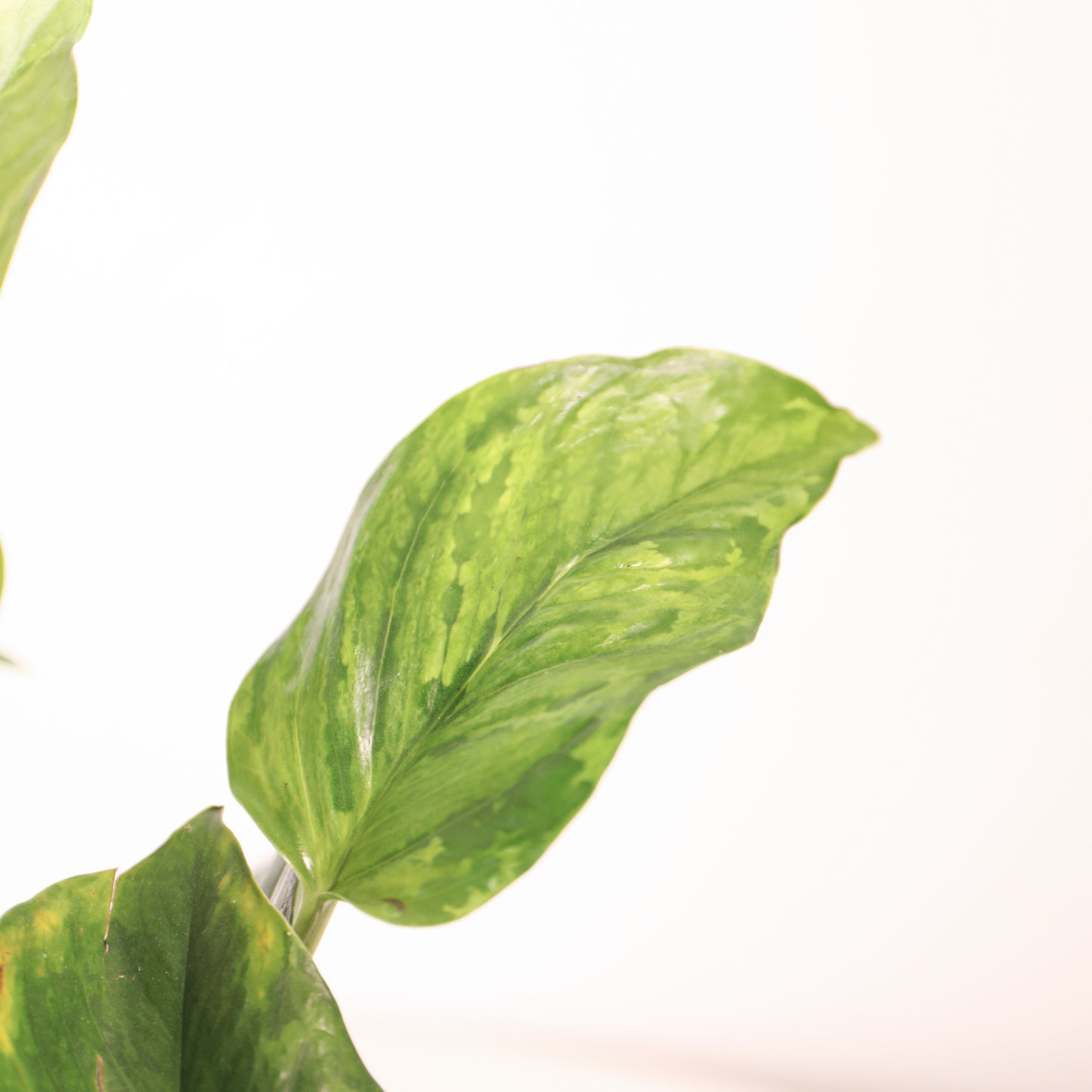 Epipremnum Marble Green 'Jungle Boogie'
