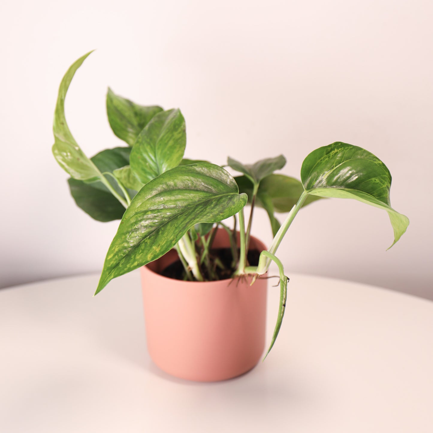 Epipremnum Marble Green 'Jungle Boogie'