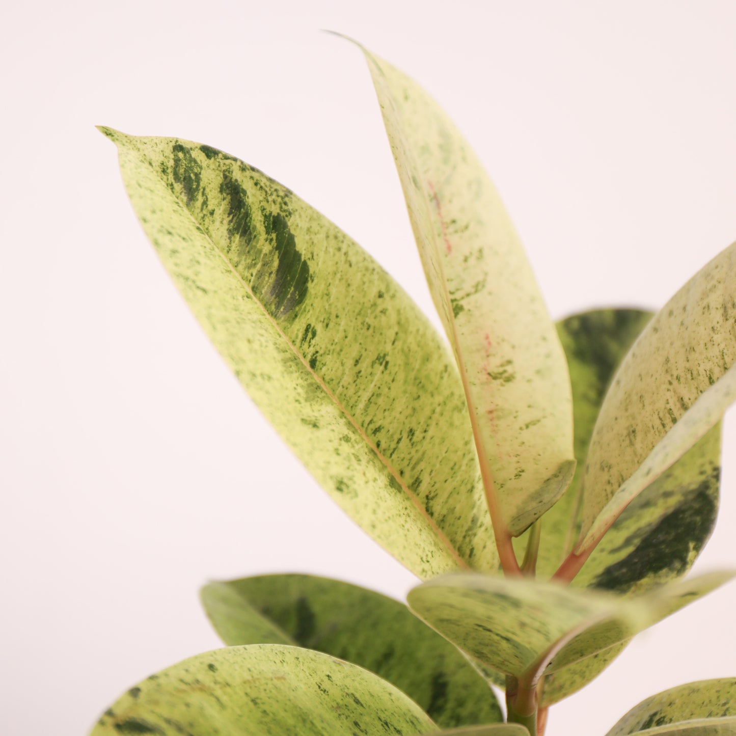 Ficus Schrijveriana 'Moonshine' Variegado