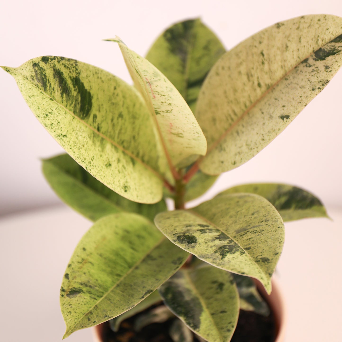 Ficus Schrijveriana 'Moonshine' Variegado