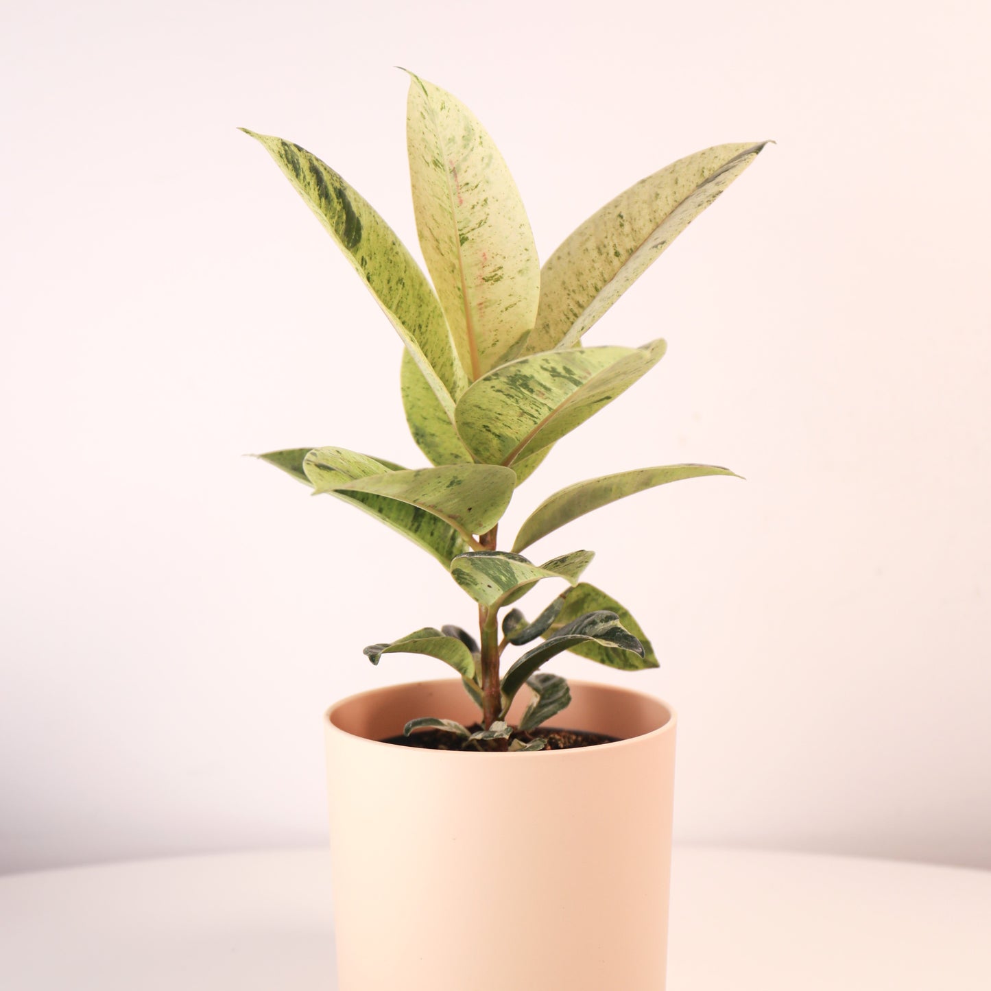 Ficus Schrijveriana 'Moonshine' Variegado
