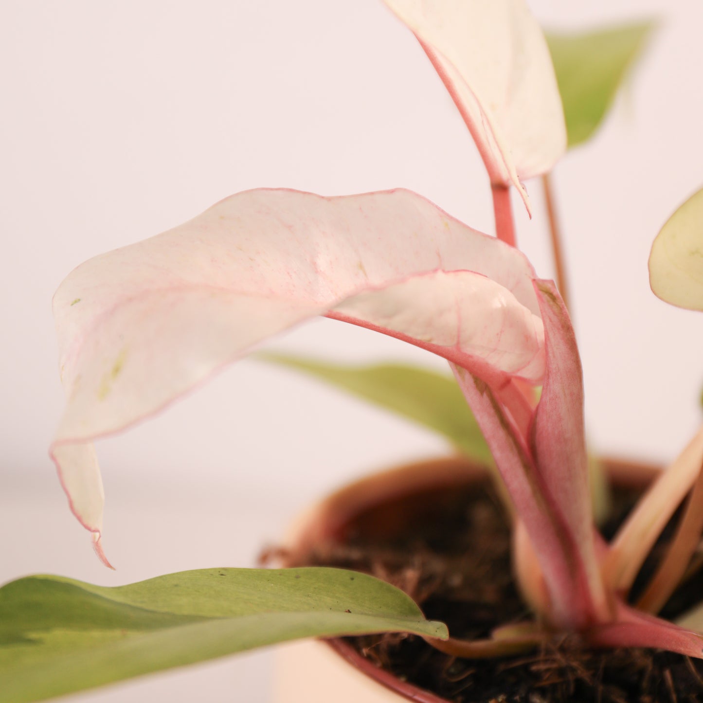 Philodendron Snowdrift 'Ventisca' Variegado