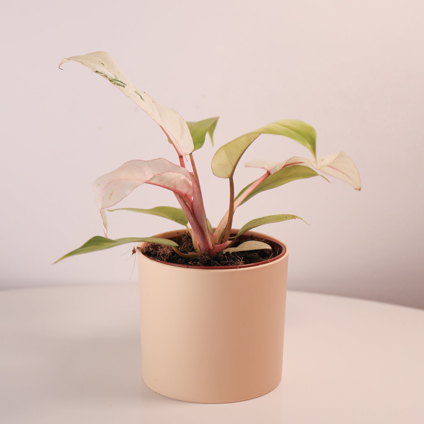Philodendron Snowdrift 'Ventisca' Variegado