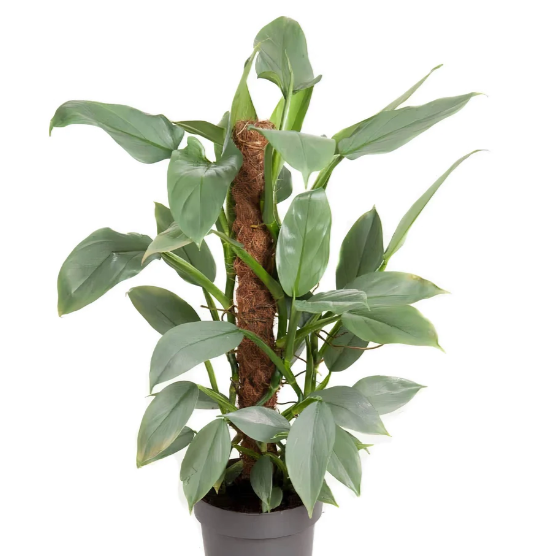 Philodendron Silver Queen