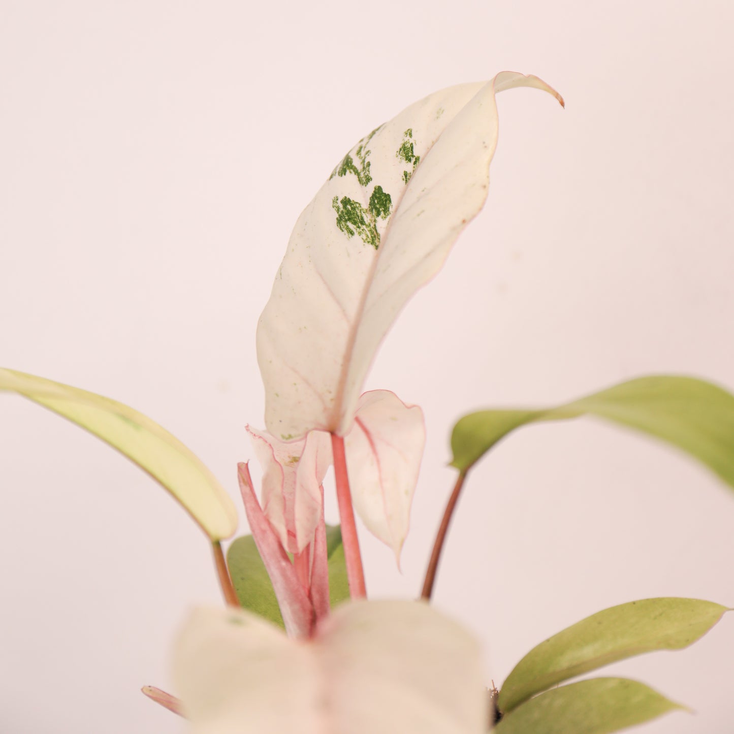 Philodendron Snowdrift 'Ventisca' Variegado