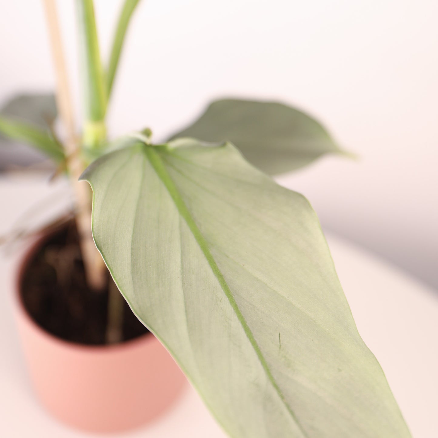Philodendron Silver Queen