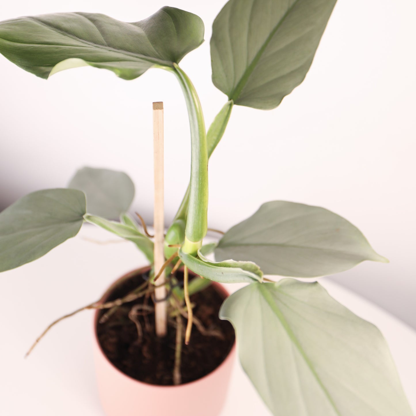 Philodendron Silver Queen