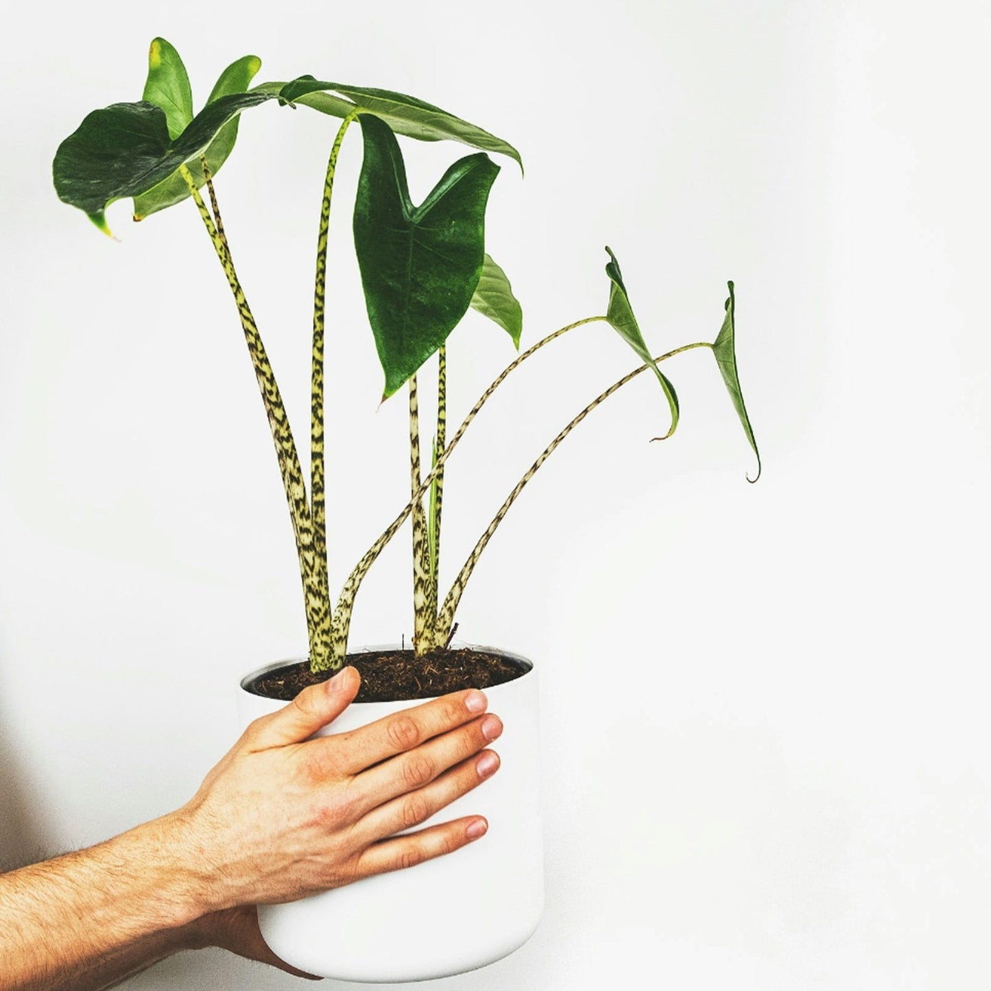 Alocasia Zebrina