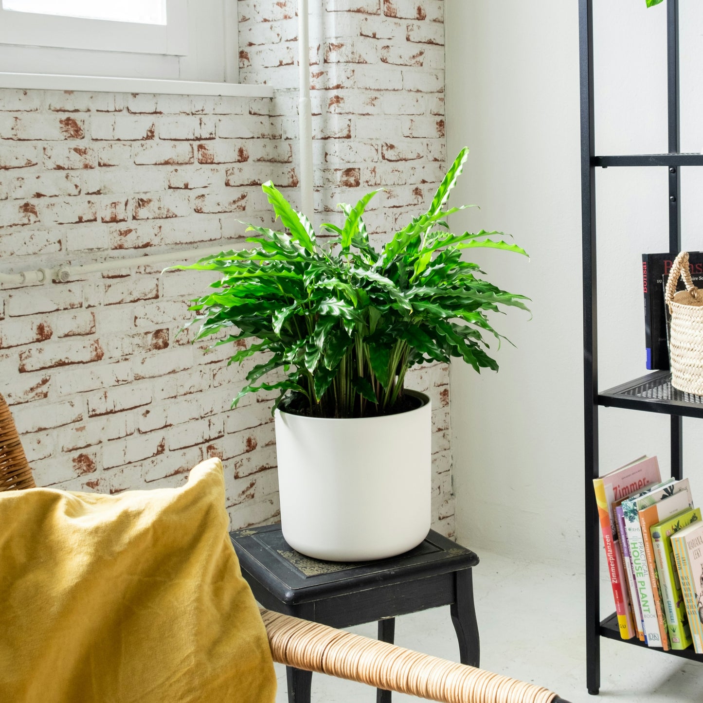 Calathea Rufibarba