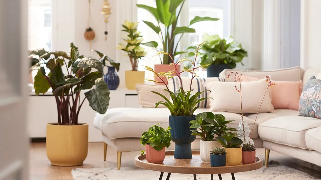 🌿 Las 8 mejores plantas de interior Fáciles de cuidar para Principiantes