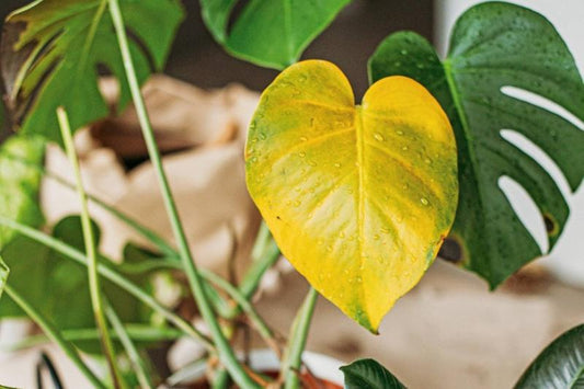 Plantas de interior con hojas amarillas: Causas y Cuidados