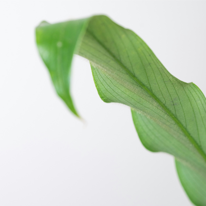 Calathea Rufibarba