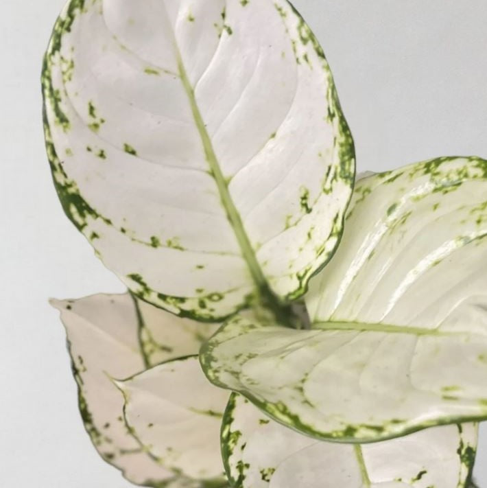 Aglaonema White Joy