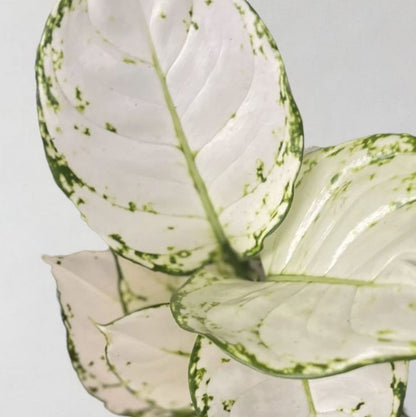 Aglaonema White Joy