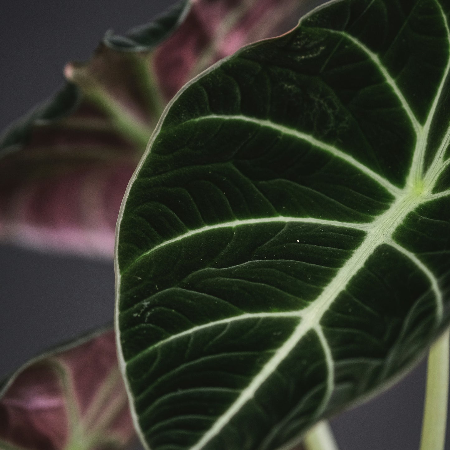 Alocasia Black Velvet