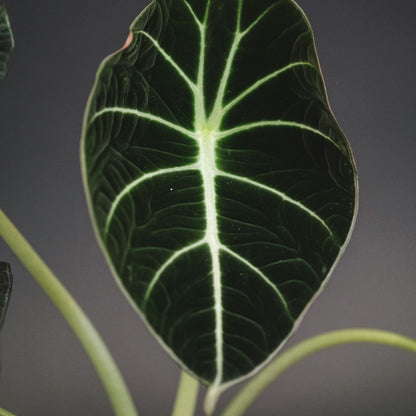 Alocasia Black Velvet