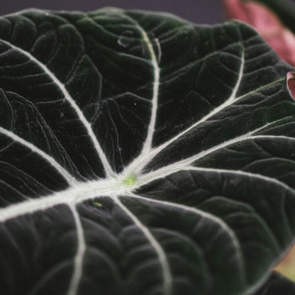 Alocasia Black Velvet