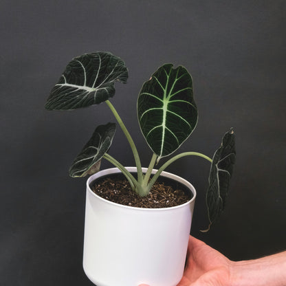 Alocasia Black Velvet