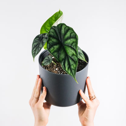 Alocasia Dragon Scale