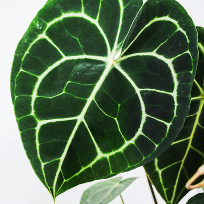 Anthurium Clarinervium