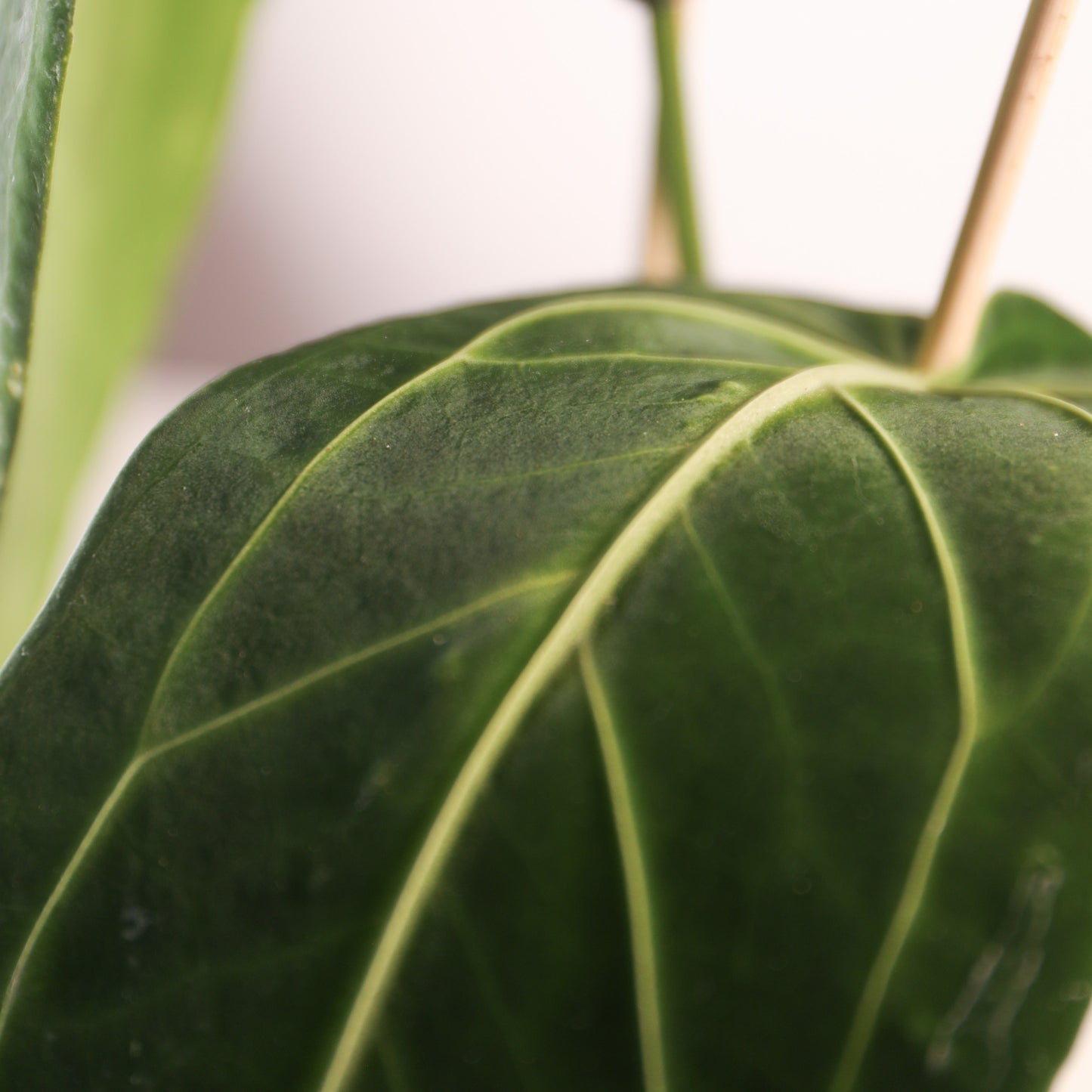 Anthurium Warocqueanum 'Queen Anthurium'