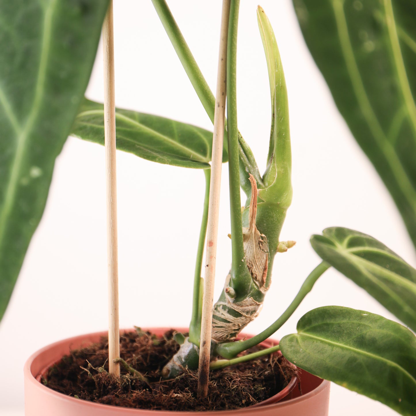 Anthurium Warocqueanum 'Queen Anthurium'