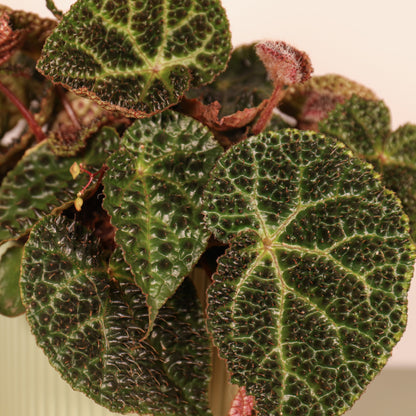 Begonia Ferox 'Troll'