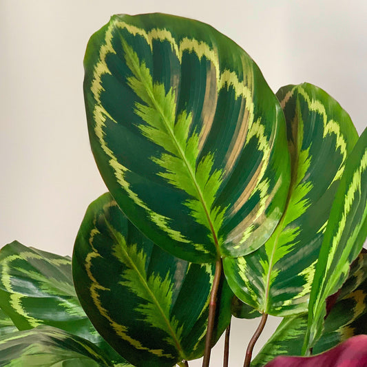 Calathea Medaillon