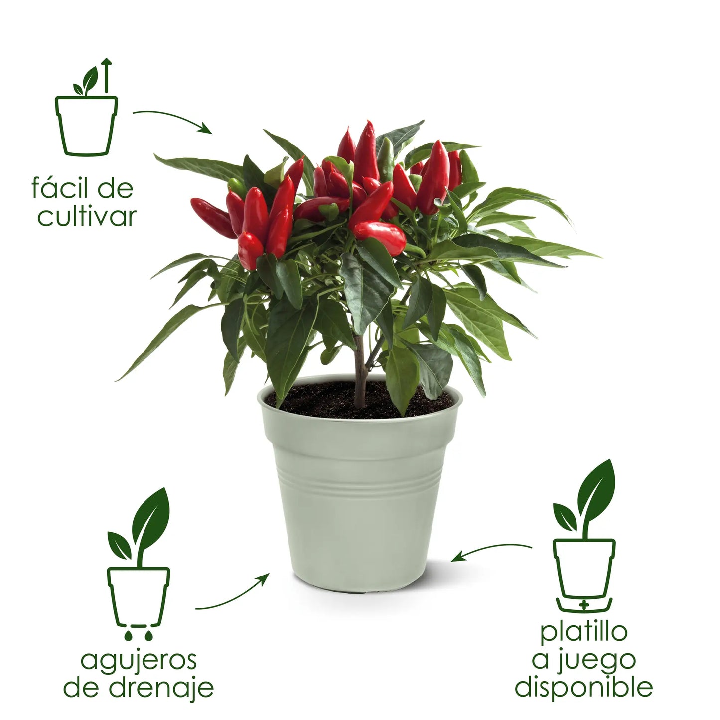 Maceta trasplante Green basics Growpot - Elho