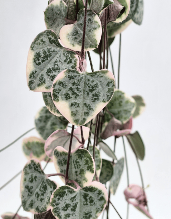 Ceropegia Woodii Variegata Baby