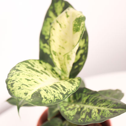 Dieffenbachia Reflector