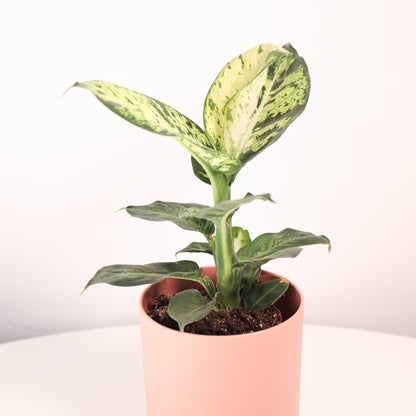 Dieffenbachia Reflector