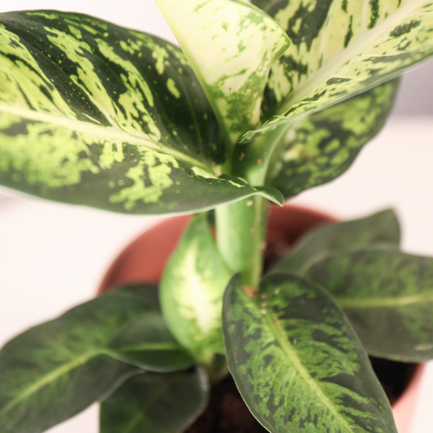 Dieffenbachia Reflector