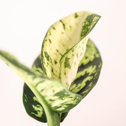 Dieffenbachia Reflector