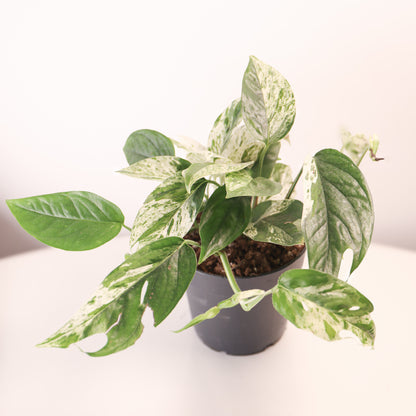 Epipremnum Pinnatum 'Marble' Variegado