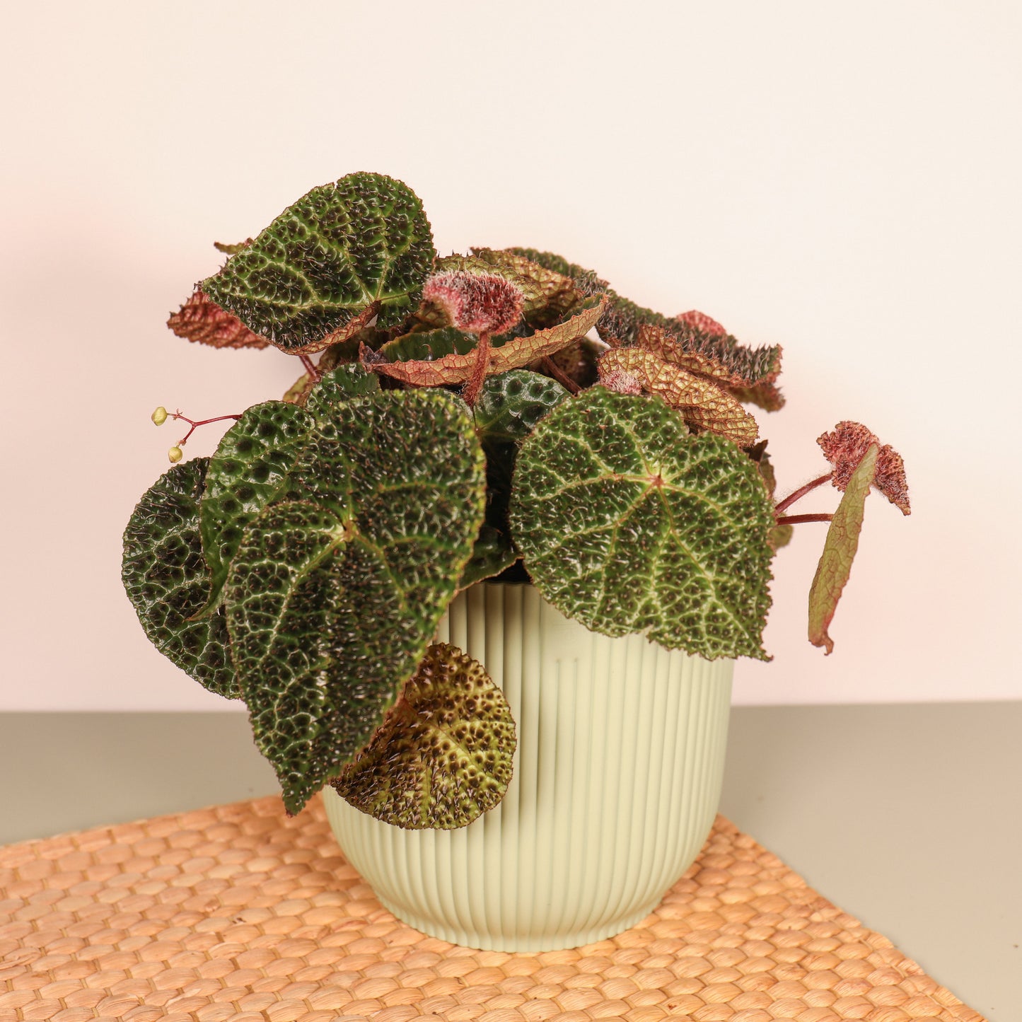 Begonia Ferox 'Troll'