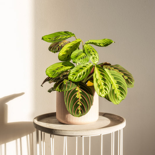 Maranta Leuconeura Fascinator (Tricolor)