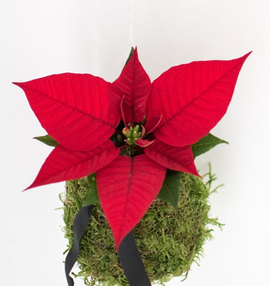 Taller Presencial - KOKEDAMA NAVIDAD