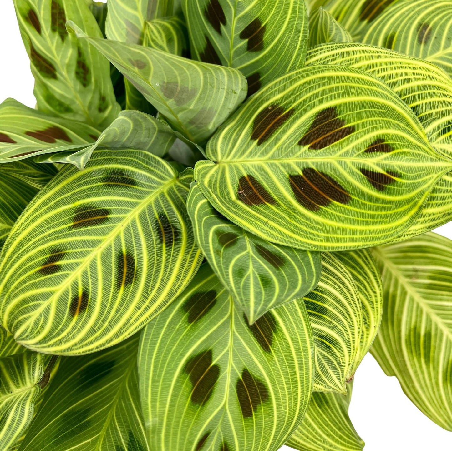 Maranta Leuconeura Light Veins