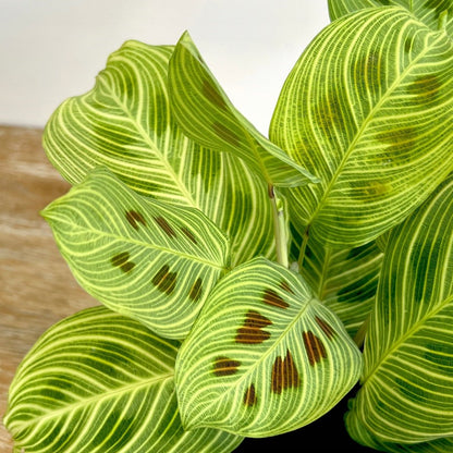 Maranta Leuconeura Light Veins