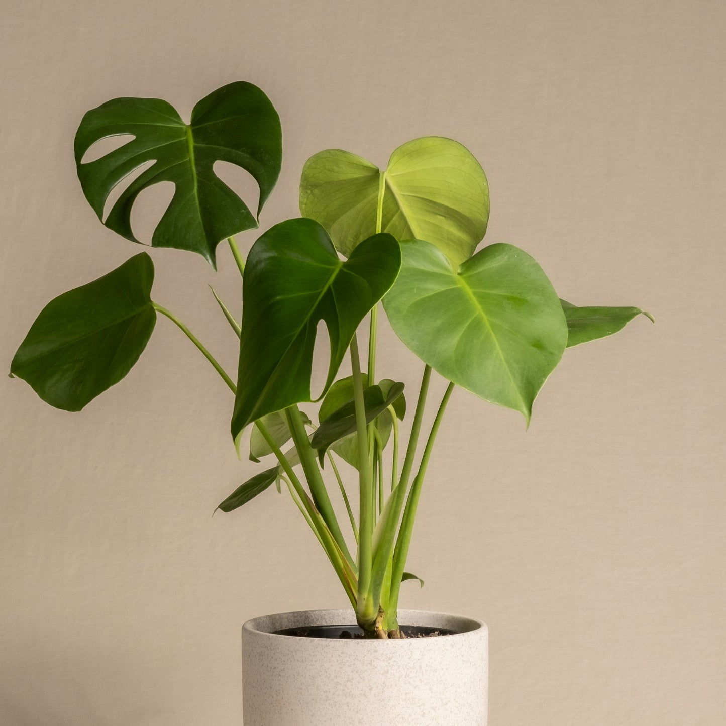 Monstera Deliciosa (Costilla de Adán)