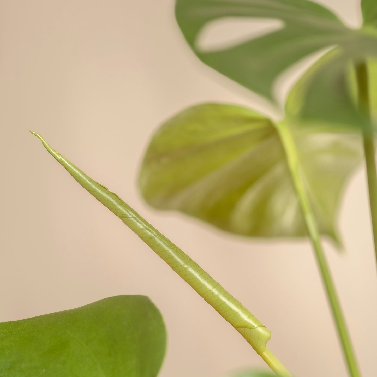 Monstera Deliciosa (Costilla de Adán)