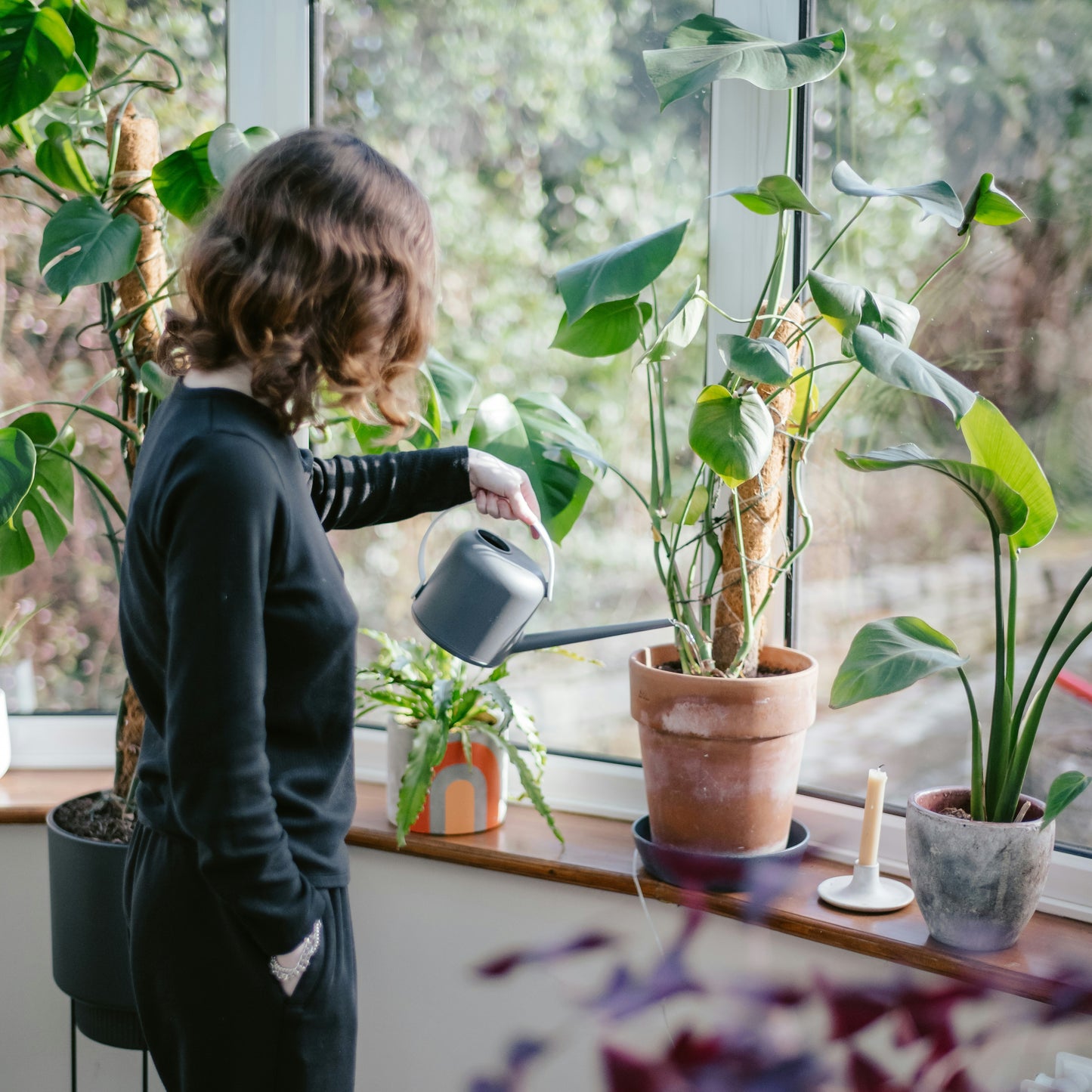 Plant Sitting - Niñera de Plantas