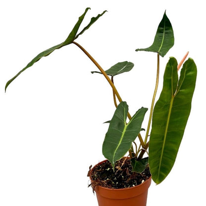 Philodendron Billietiae Crocata