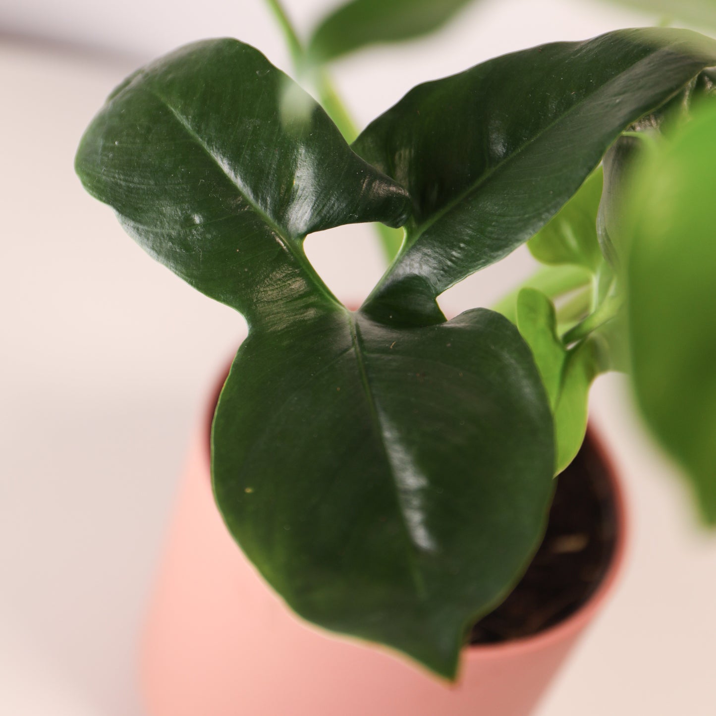 Philodendron Fun Bun