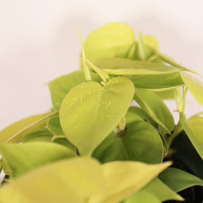 Philodendron Lemon Lime