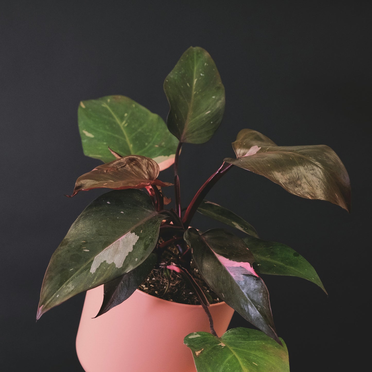 Philodendron Pink Princess